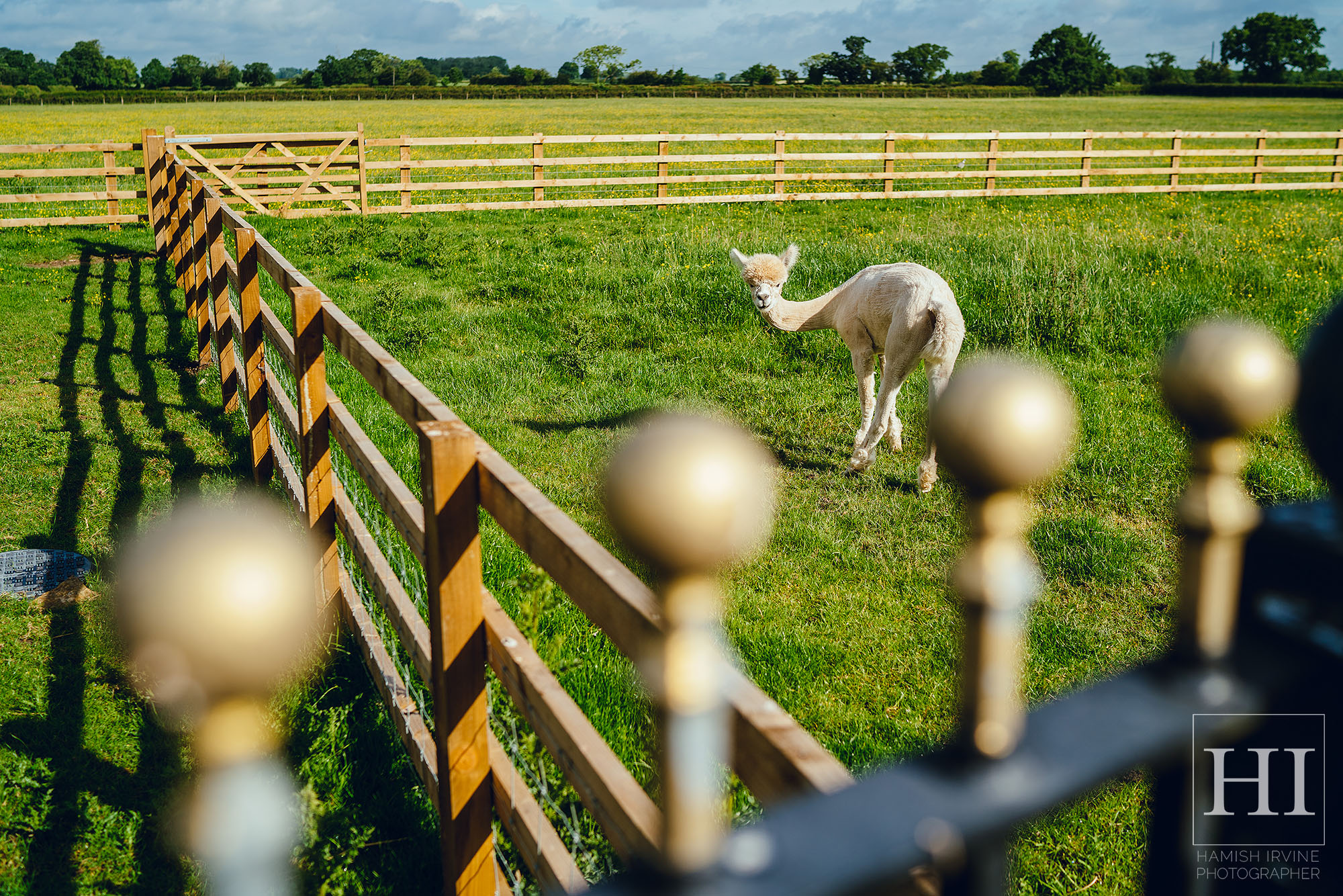 hornington manor llamas alpacas wedding 